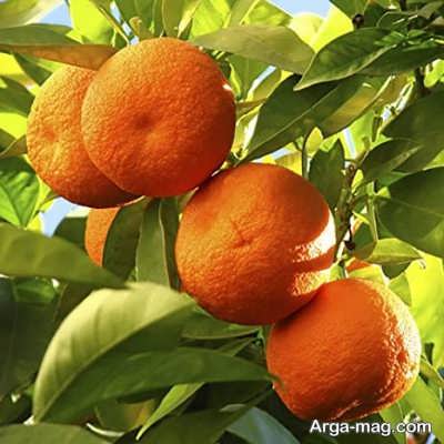 آشنایی با میوه نارنج