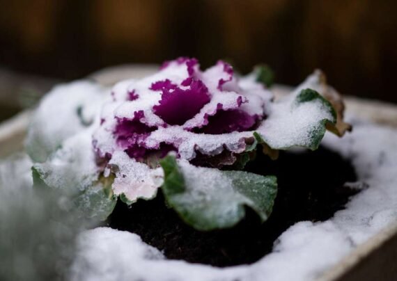 آشنایی با نحوه آبیاری گیاهان در زمستان