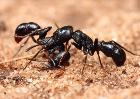 فواید مورچه برای خاک چیست؟