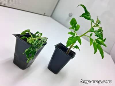 چگونگی افزایش مقاومت گیاه