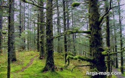 جملات زیبا در مورد جنگل