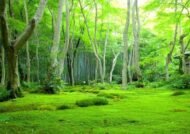 متن در مورد جنگل با مفهوم خاص