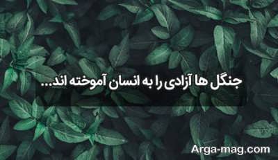 متن با مفهوم دلنشین درباره جنگل