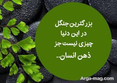 متن درباره جنگل و زیبایی های آن