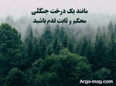 گلچینی از متن در مورد جنگل