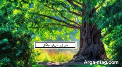 مجموعه ای از متن در مورد جنگل