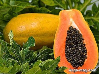 تاثیر پاپایا در درمان خون مردگی زیر پوستی