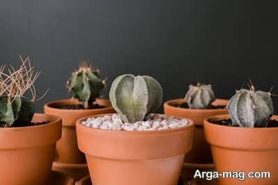 مراحل پرورش گیاه کاکتوس