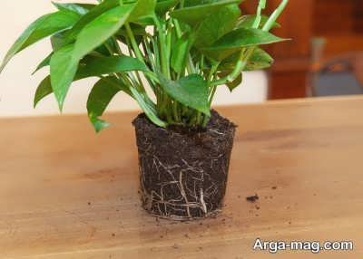 روش های جلوگیری از پوسیدگی ریشه گیاه