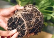 آشنایی با نحوه جلوگیری از پوسیدگی ریشه گیاه