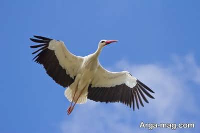 تعبیر خواب لک لک