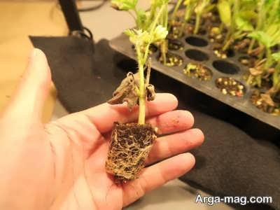 چگونگی درمان پوسیدگی ریشه گیاه