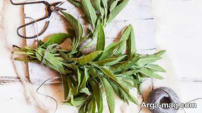 مراقبت از پوست از خواص مریم گلی