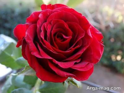 تعبیر خواب گل رز