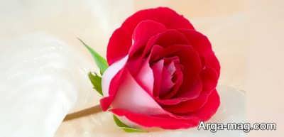 خرید گل رز در رویا 