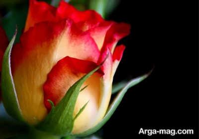 تعبیر خواب گل رز
