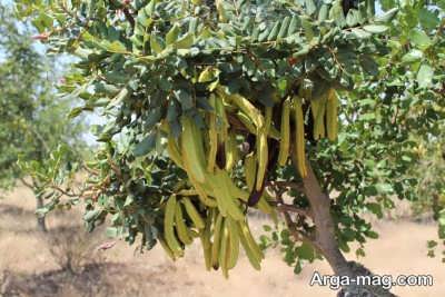 خواص بی شمار گیاه خرنوب