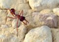 معرفی خطرناک ترین مورچه جهان
