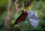 آشنایی با خصوصیات پرنده خفاش
