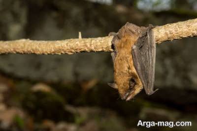 زیستگاه اصلی خفاش ها