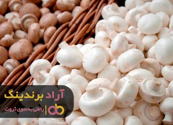 پرورش قارچ خوراکی مازندران متوقف شد