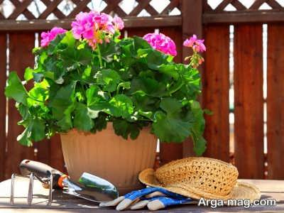 چگونگی تغذیه گیاهان شمعدانی
