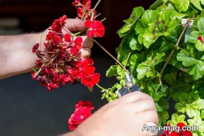 نکات مهم در پرورش گیاه شمعدانی