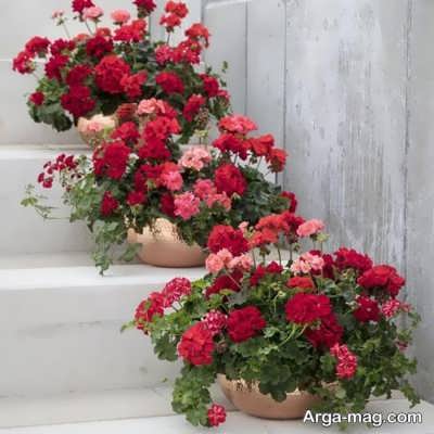 خاک مناسب برای بستر گیاه شمعدانی