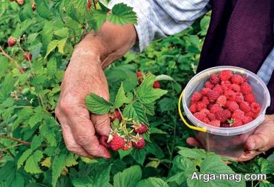 مهم ترین فواید رزبری برای بدن 
