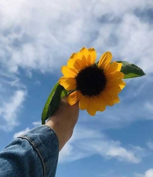 30 عکس زیبای گل آفتابگردان برای پروفایل