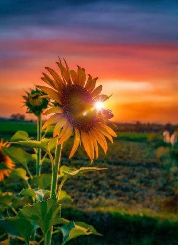 عکس گل آفتابگردان برای صفحه شخصی