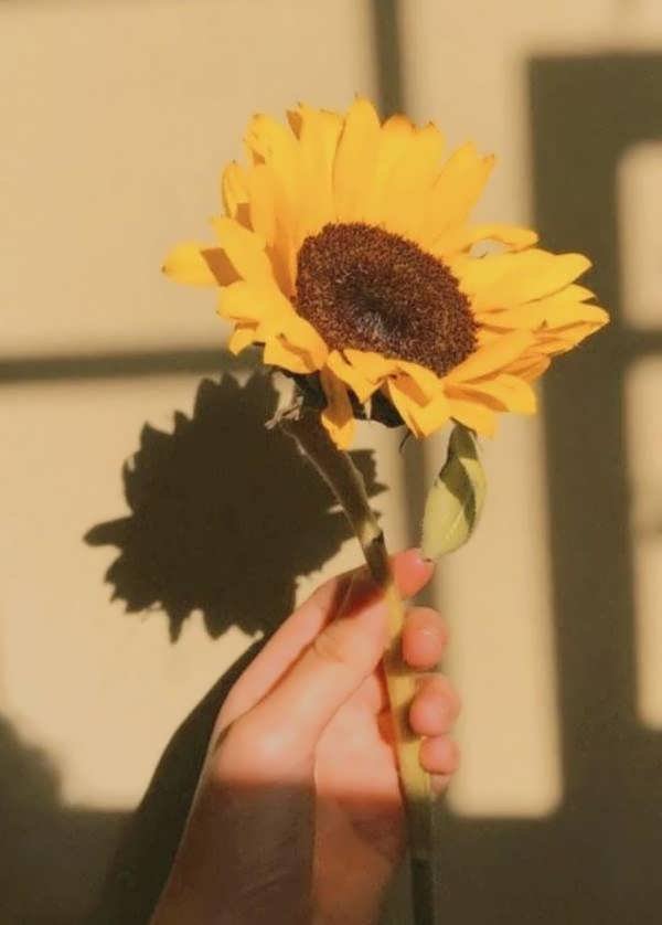 30 ایده ناب از عکس گل آفتابگردان برای پروفایل
