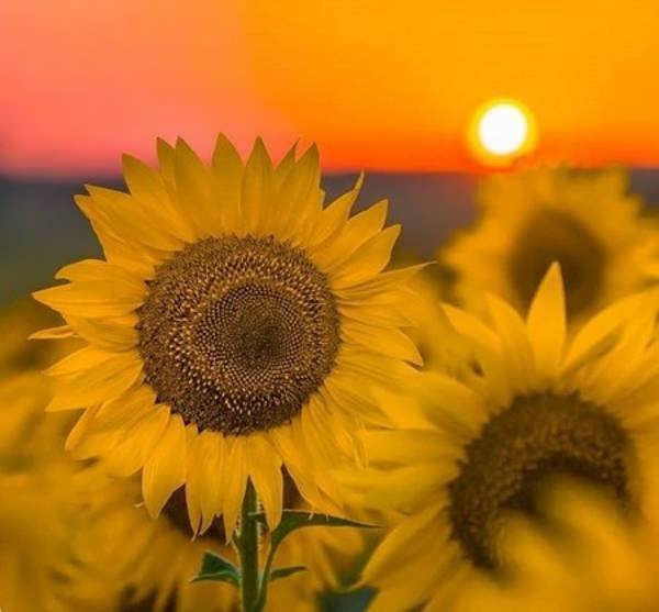 ایده هایی خاص و زیبا از عکس گل آفتابگردان برای پروفایل