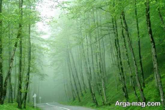 جنگل های پره سر