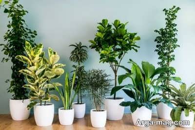 بهترین گیاهان سردسیری در کشور