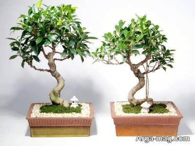 Fertilizer for bonsai 1