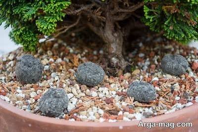 Fertilizer for bonsai 10