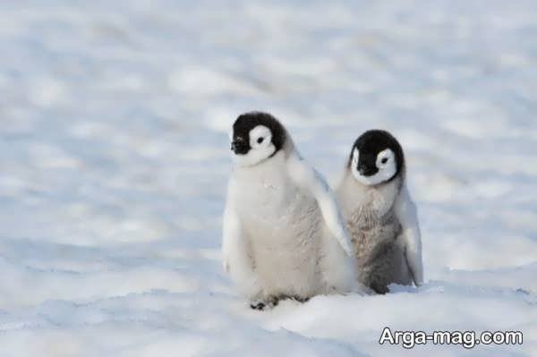عکس پنگوئن های بامزه و تماشایی