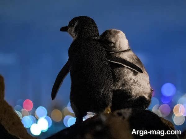 تصویر پنگوئن زیبا و رمانتیک