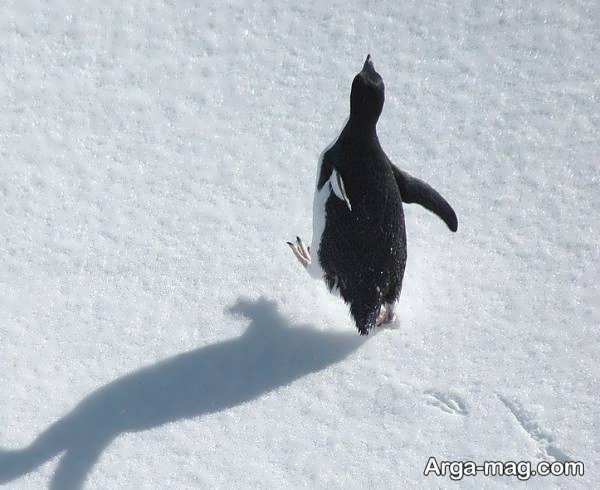 عکس پنگوئن های جالب برای پروفایل