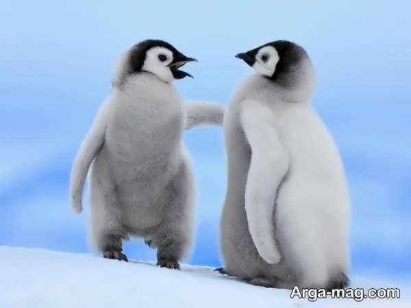 تصویر پنگوئن بازیگوش و دیدنی