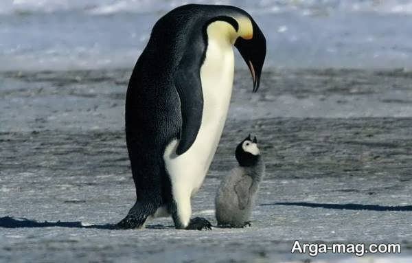 تصویر پنگوئن زیبای فرزند و والدین