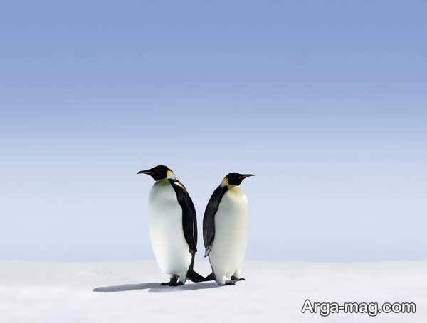 تصویر دو پنگوئن جالب و دوست داشتنی