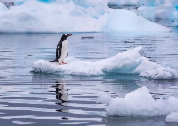 عکس پنگوئن تماشایی برای بکگراند گوشی و کامپیوتر