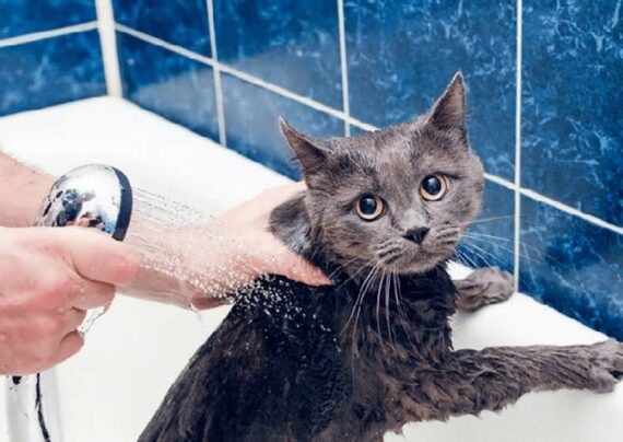 آموزش شستن گربه در خانه