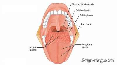 علل آسیب به عصب زبان