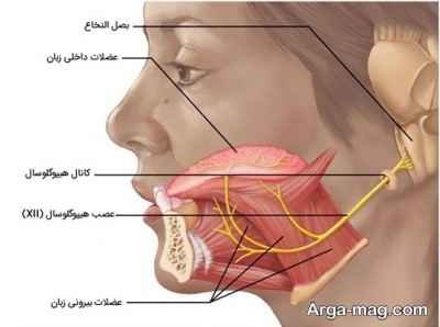 رفع اختلال عصب زبان
