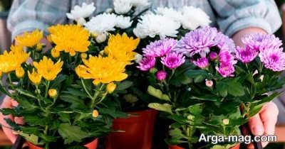 شرایط لازم برای مراقبت از گل داوودی پاکوتاه