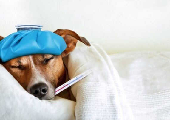 آشنایی با نحوه درمان سرماخوردگی سگ
