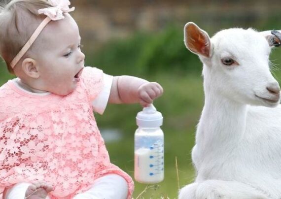 فواید شیر بز برای کودک